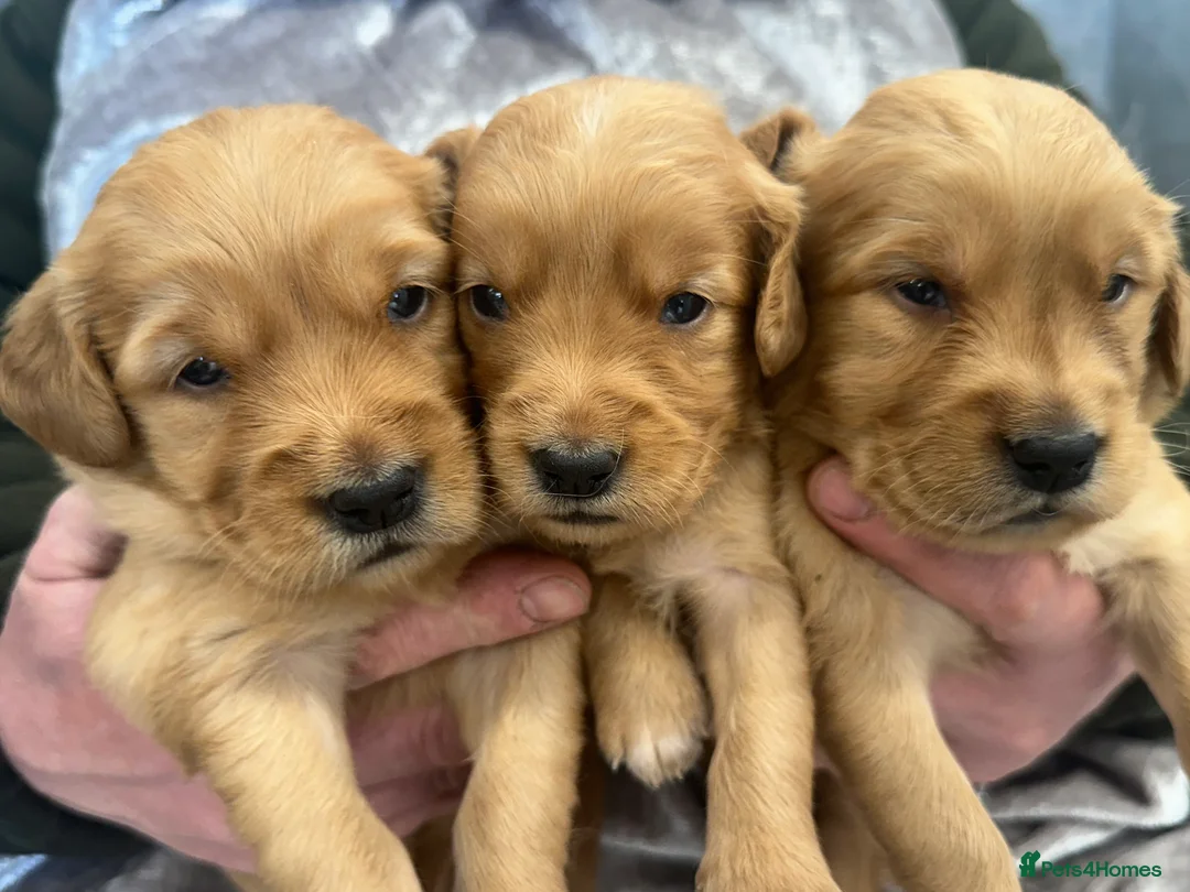 Golden Retriever dogs for sale: Dark Golden KC registered Golden retrievers - Advert 30
