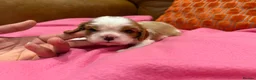 Cavalier King Charles Spaniel dogs for sale: KC reg 1 pure ruby boy and 1 Blenheim boy  - Advert 5