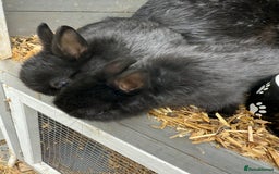 Netherland Dwarf rabbits for sale: Netherland dwarf rabbits for sale  - Image 10