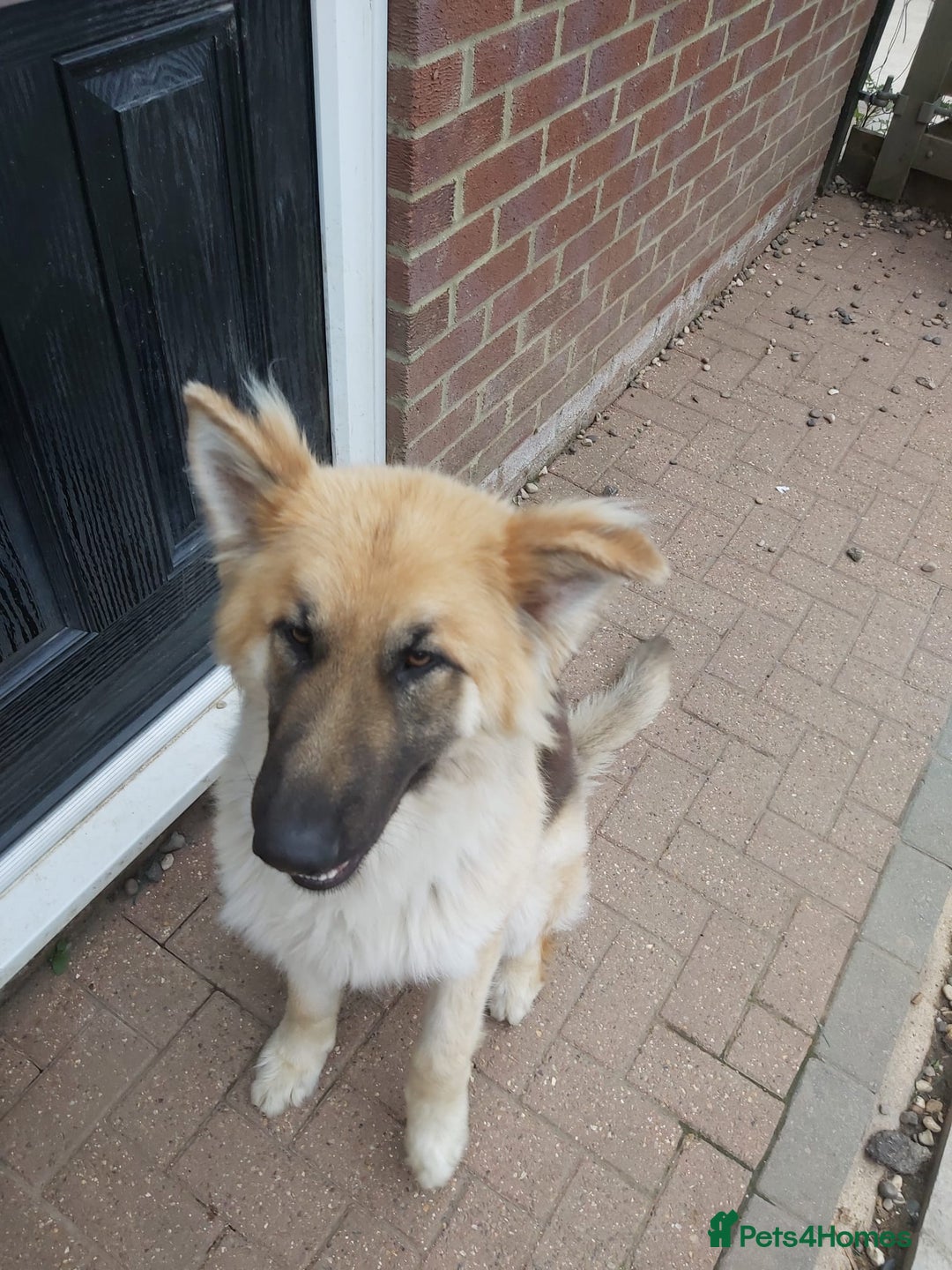 German Shepherd dogs for sale: Gorgeous and Rare German Shepherd Puppies for Sale - Advert 3