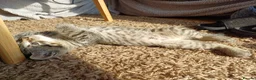 Mixed Breed cats for sale: 5 Stunning Domestic Kittens tabby orange stripe - Advert 17