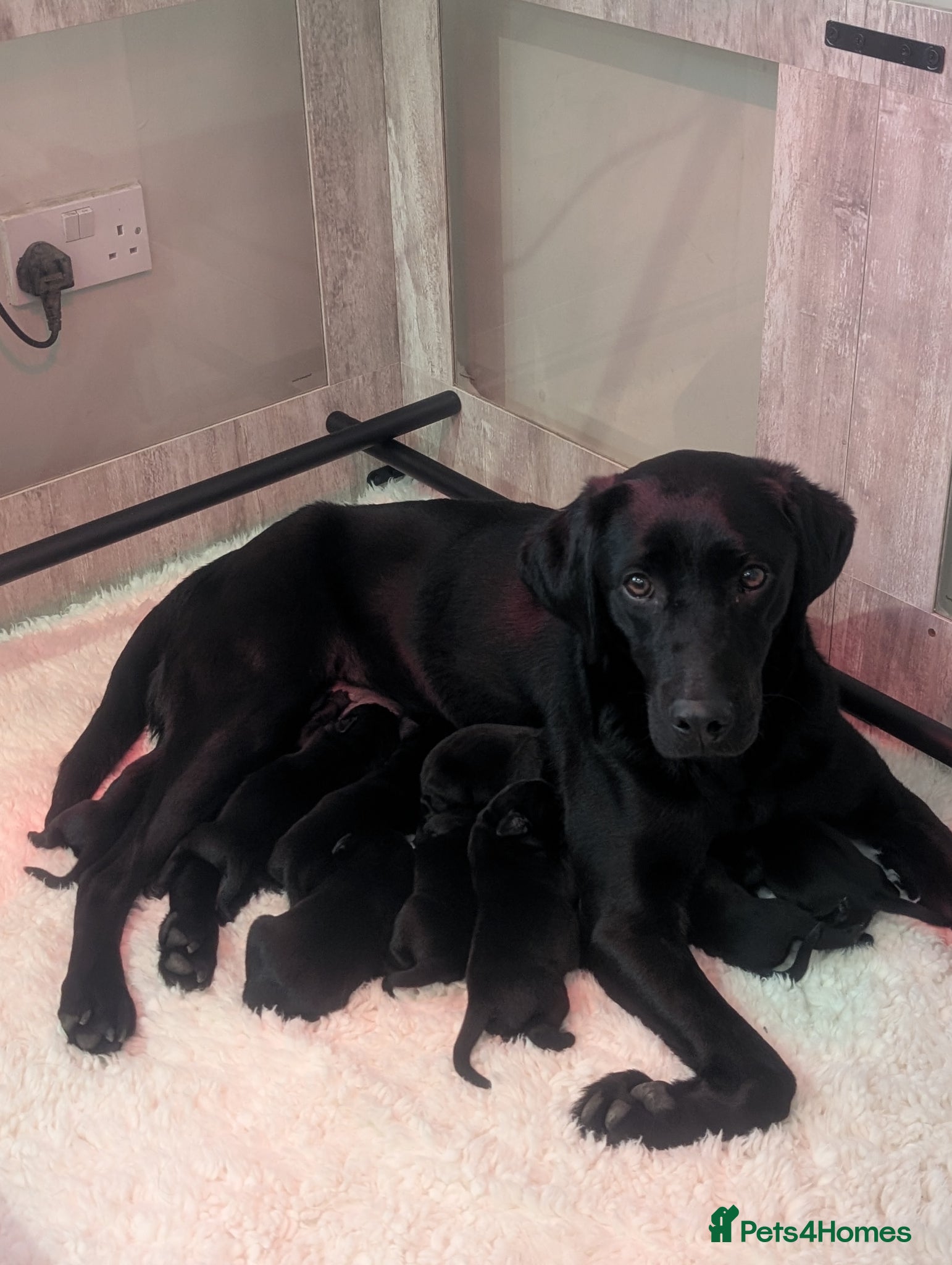 Labrador Retriever dogs Black Labrador puppies - Advert 12