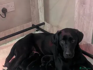 Labrador Retriever dogs Black Labrador puppies - Advert 12