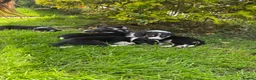 Border Collie dogs for sale: Border collie pups ready to leave 3rd july in Brecon - Advert 4