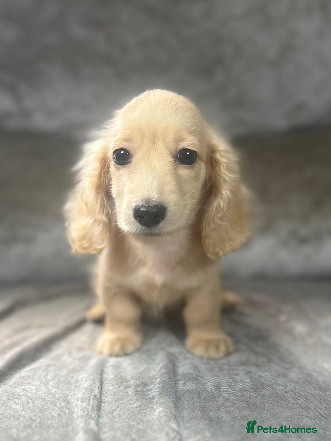 Dachshund dogs for sale: cream KC long haired miniature dachshunds for sale - Image 15