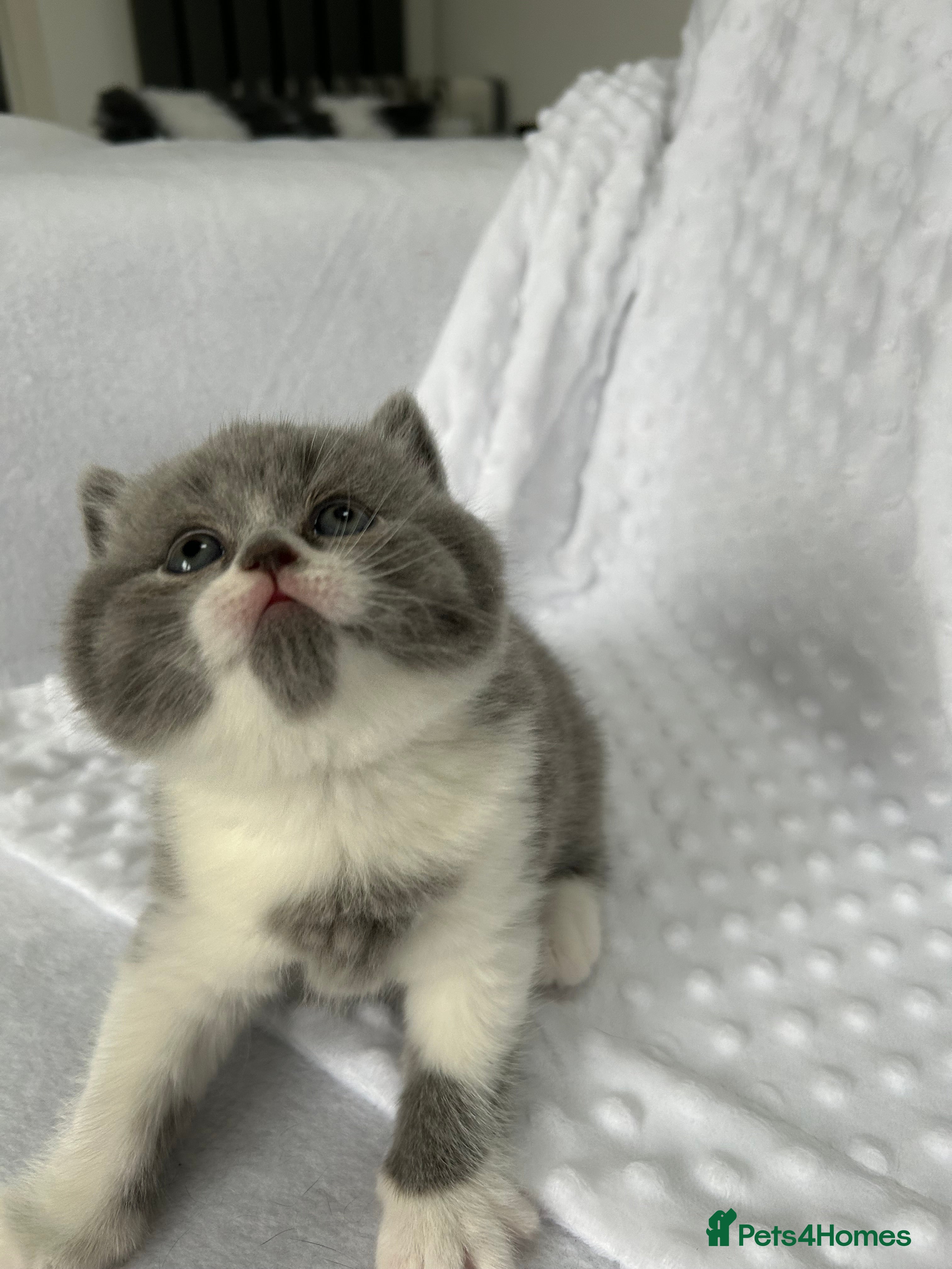 British Shorthair cats BRITISH SHORTHAIR KITTENS (Mother is a show cat) - Advert 2