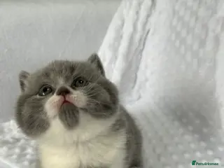 British Shorthair cats BRITISH SHORTHAIR KITTENS (Mother is a show cat) - Advert 2