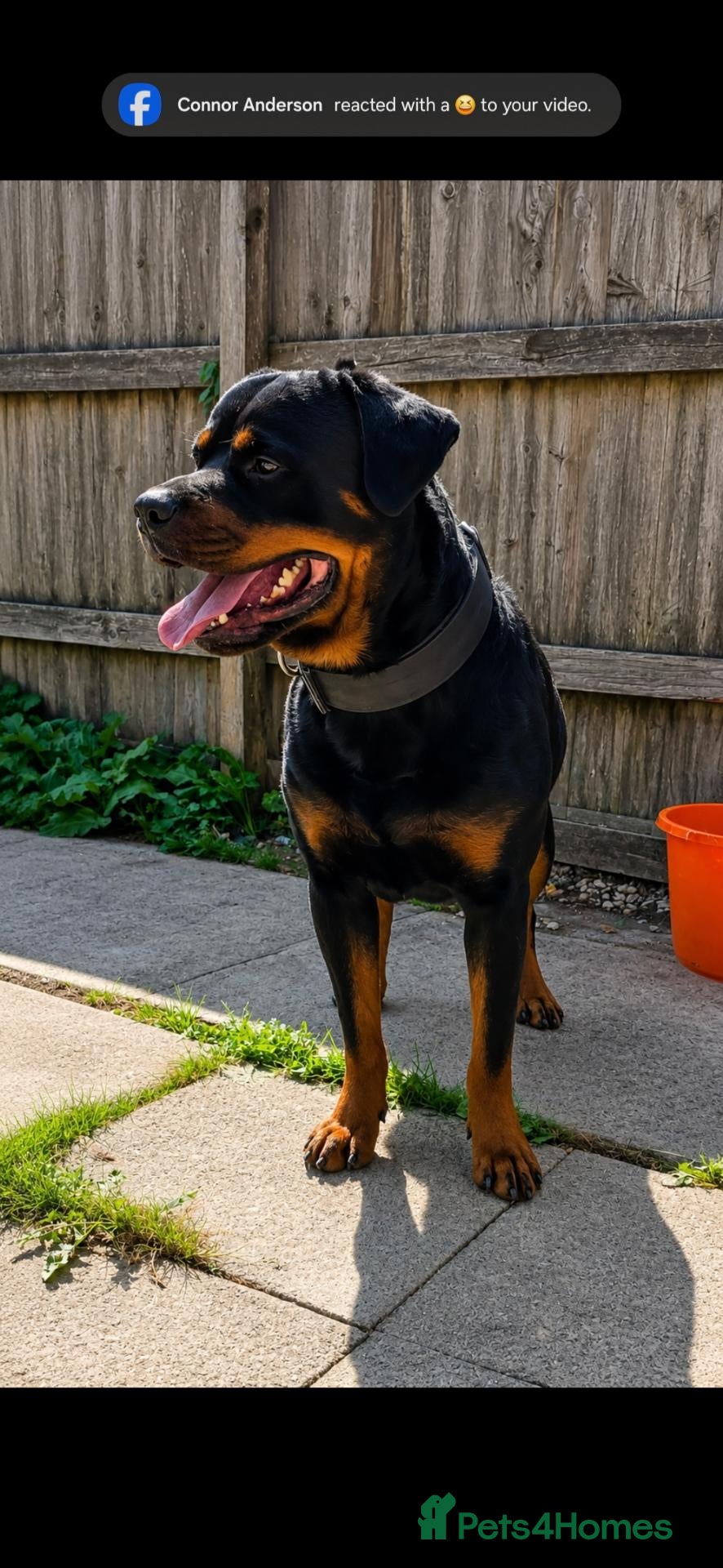 Rottweiler dogs Digger boy - Advert 8