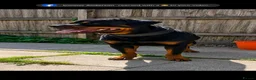 Rottweiler dogs for sale: Digger boy - Advert 4