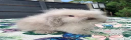 Mini Lion Lop rabbits for sale: Beautiful Mini Lion Lop Boys - Advert 3