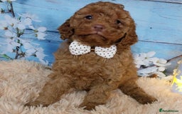 Cavapoo dogs for sale: Red Cavapoo Pups - Advert 5