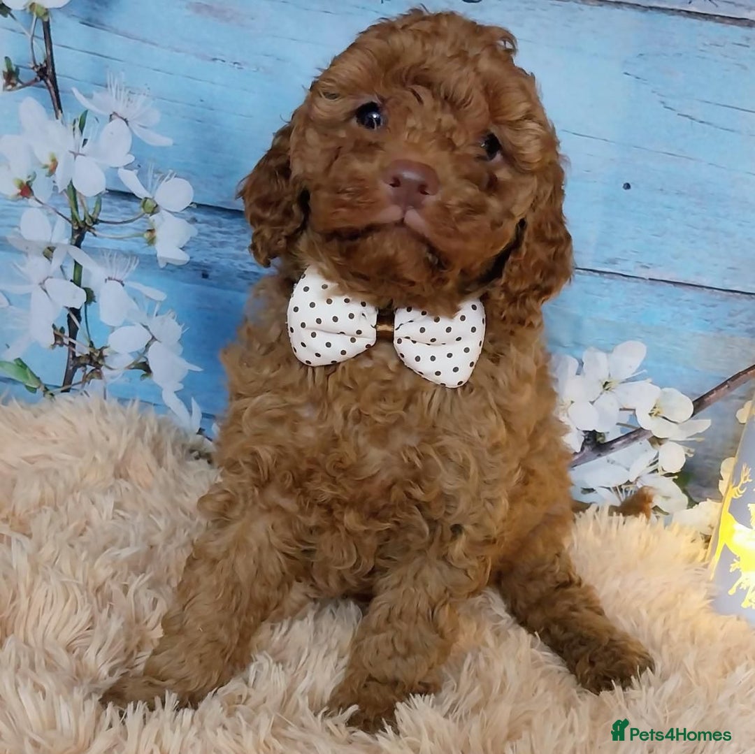 Cavapoo dogs for sale: Red Cavapoo Pups - Advert 5