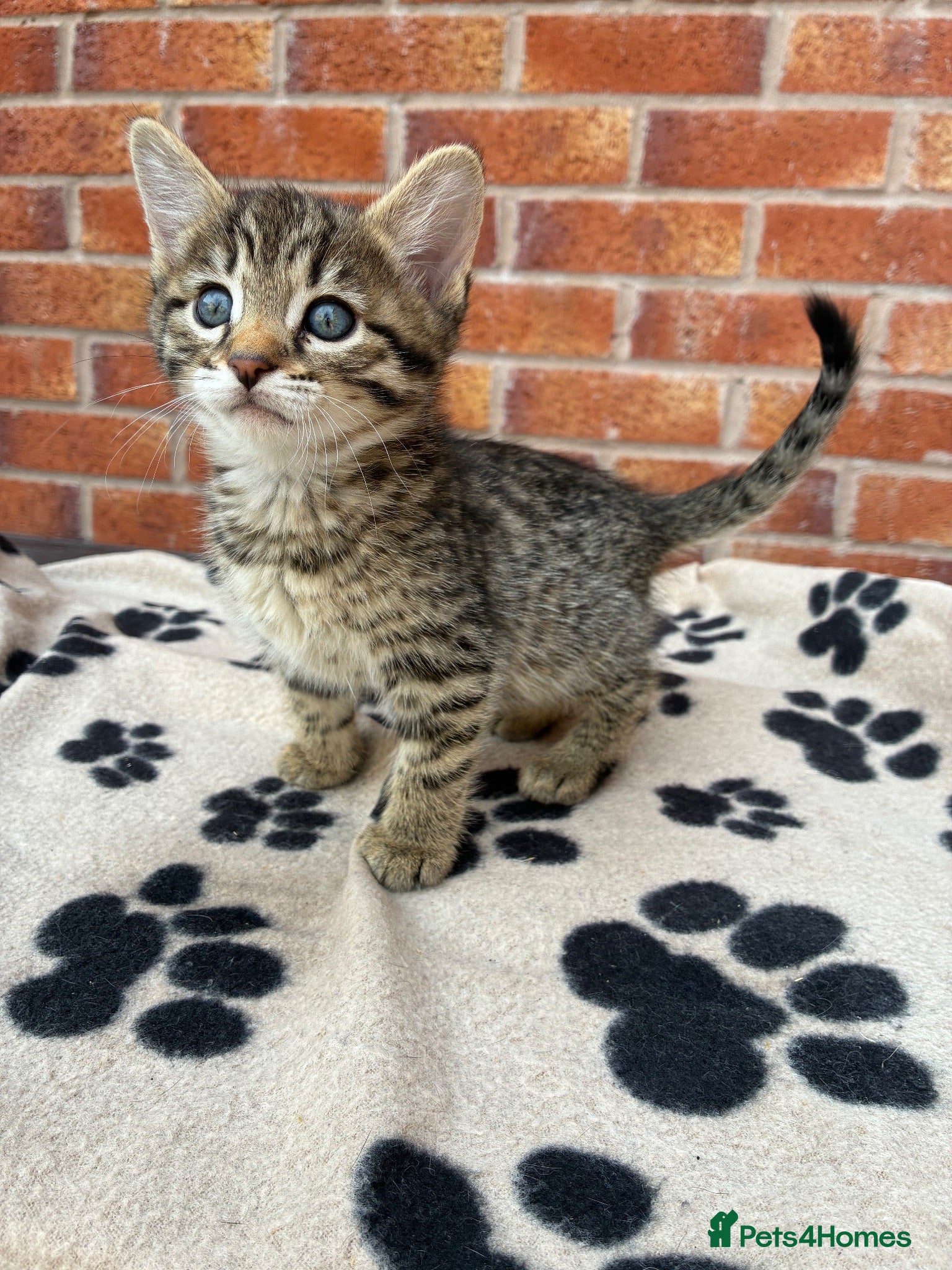 Bengal cats Only 2 bengals left 1 male 1 female  - Advert 7