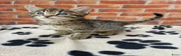 Bengal cats for sale: LAST FEMALE KITTEN READY NOW - Advert 1
