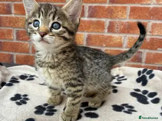Bengal cats LAST FEMALE KITTEN READY NOW - Advert 3