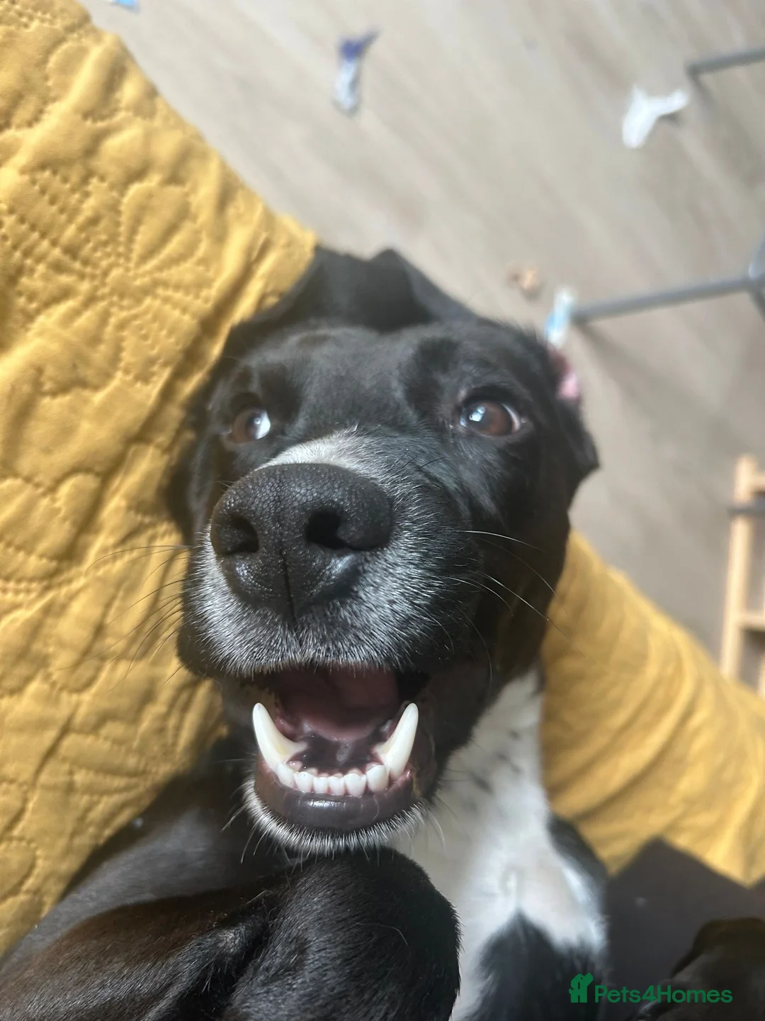 Mixed Breed dogs for adoption: ❤️🐶 WALTER – SWEET YOUNG BOY NEEDS URGENT FOSTER in Salford - Advert 2