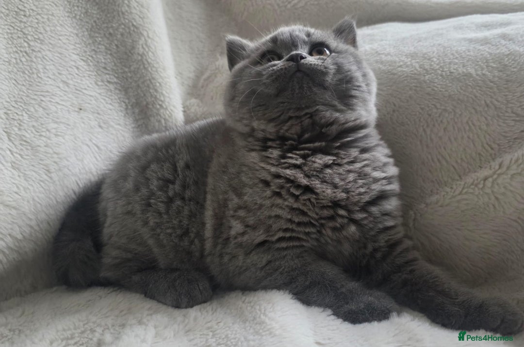 British Shorthair cats for sale: GCCF British Shorthair Kittens Champion Bloodlines - Image 9