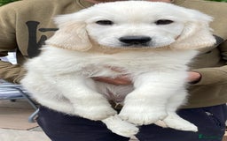 Golden Retriever dogs for sale: White Golden Retriever  - Image 2