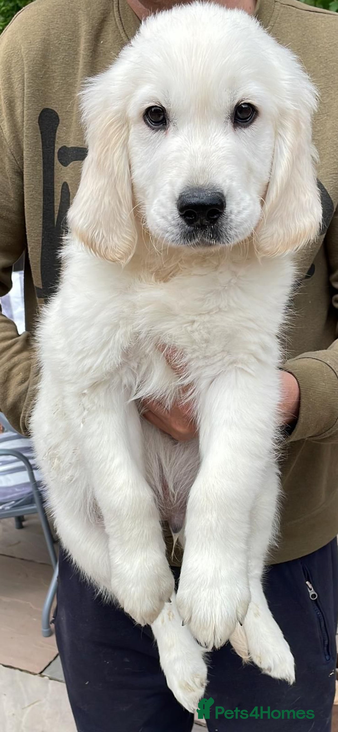 Golden Retriever dogs for sale: White Golden Retriever  - Image 2