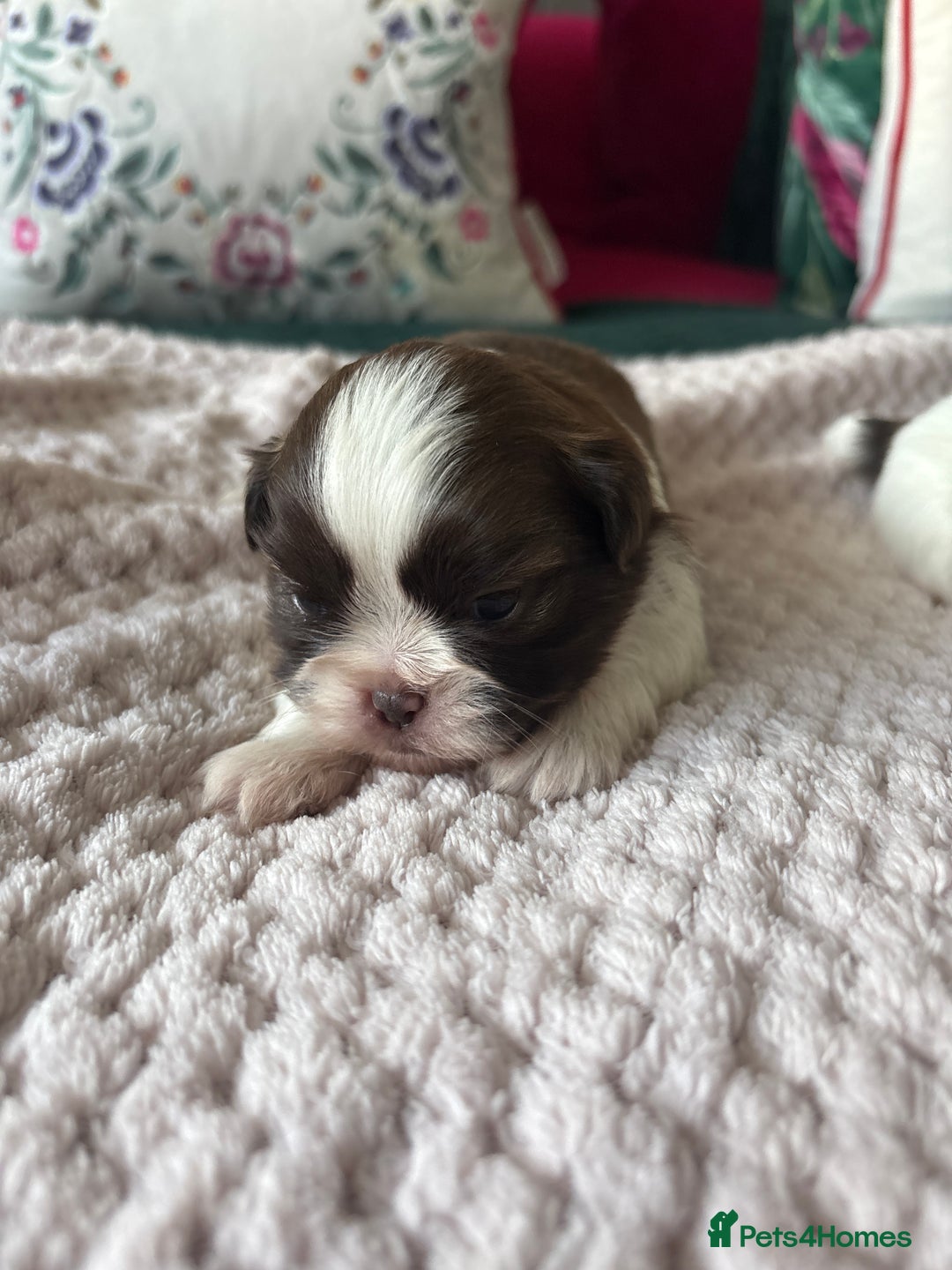 Shih Tzu dogs for sale: Shih tzu puppies from sale  - Advert 10