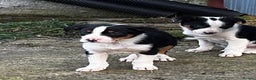 Border Collie dogs for sale: Sheepdog puppies  - Advert 3