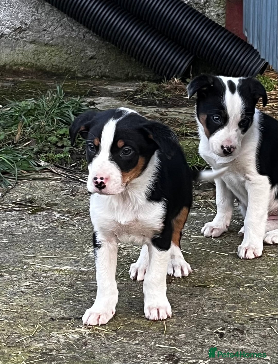 Border Collie dogs for sale: Sheepdog puppies  - Advert 3