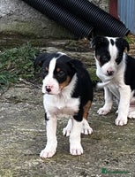 Border Collie dogs Sheepdog puppies - Advert 2
