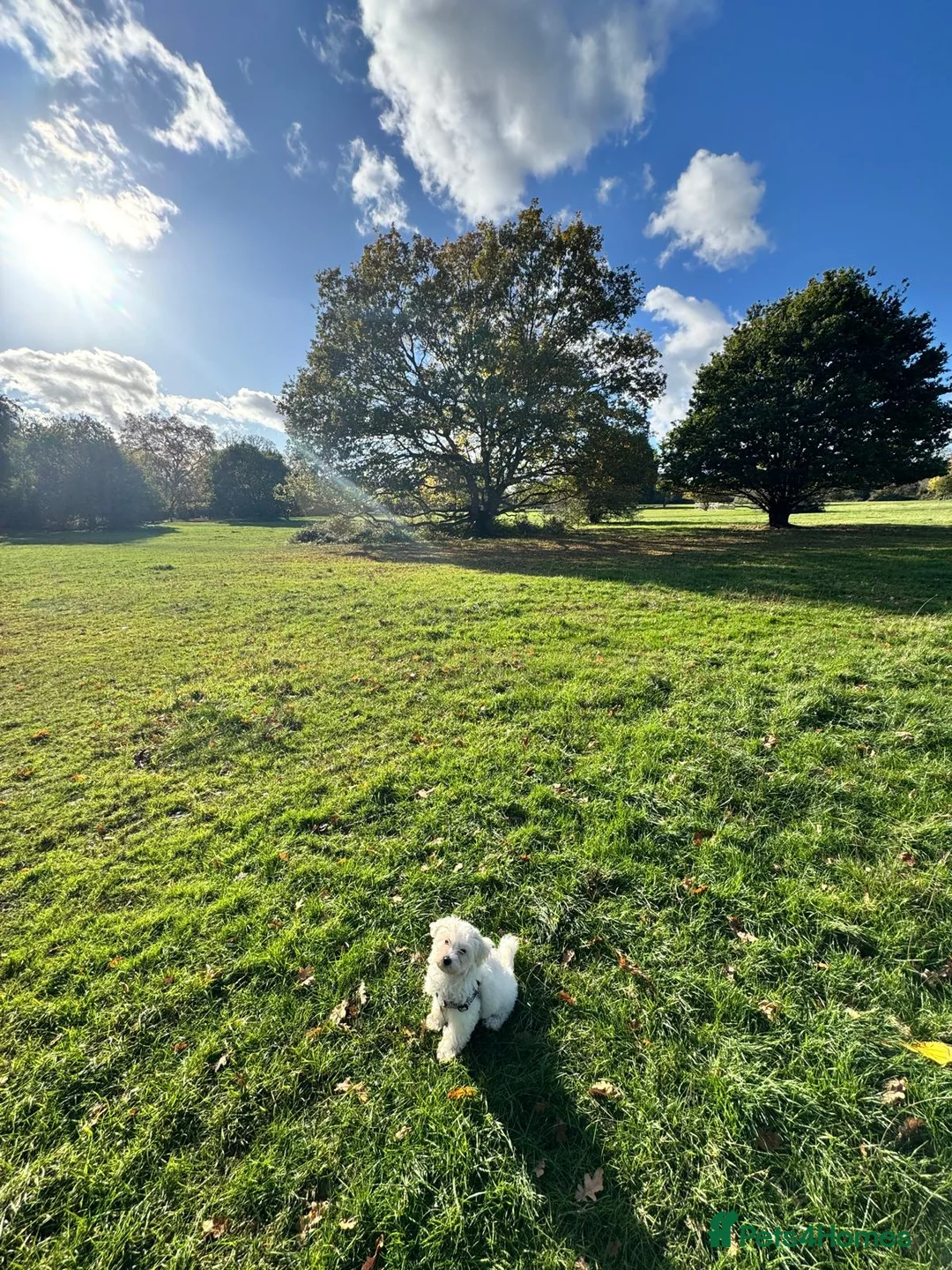 Maltipoo dogs for sale: Honey - 6 month old Maltipoo - Advert 5