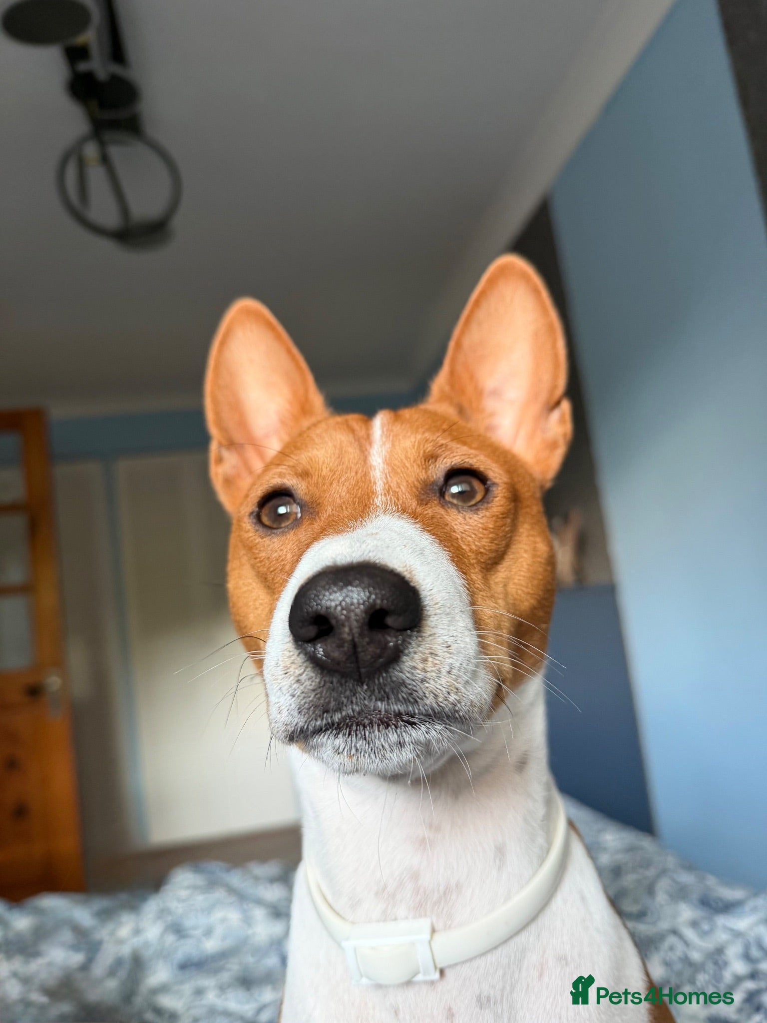 Basenji dogs Basenji Stud – Karrot - Advert 1