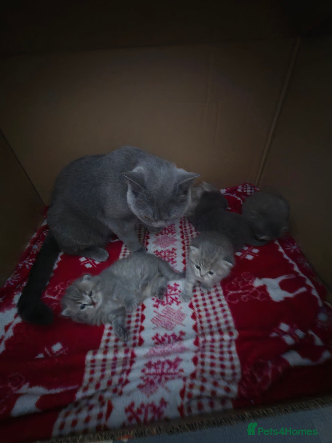 Scottish Fold cats for sale: Scottish Fold/Straight kittens  - Advert 1
