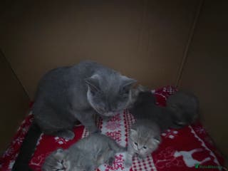 Scottish Fold cats Scottish Fold/Straight kittens - Advert 2