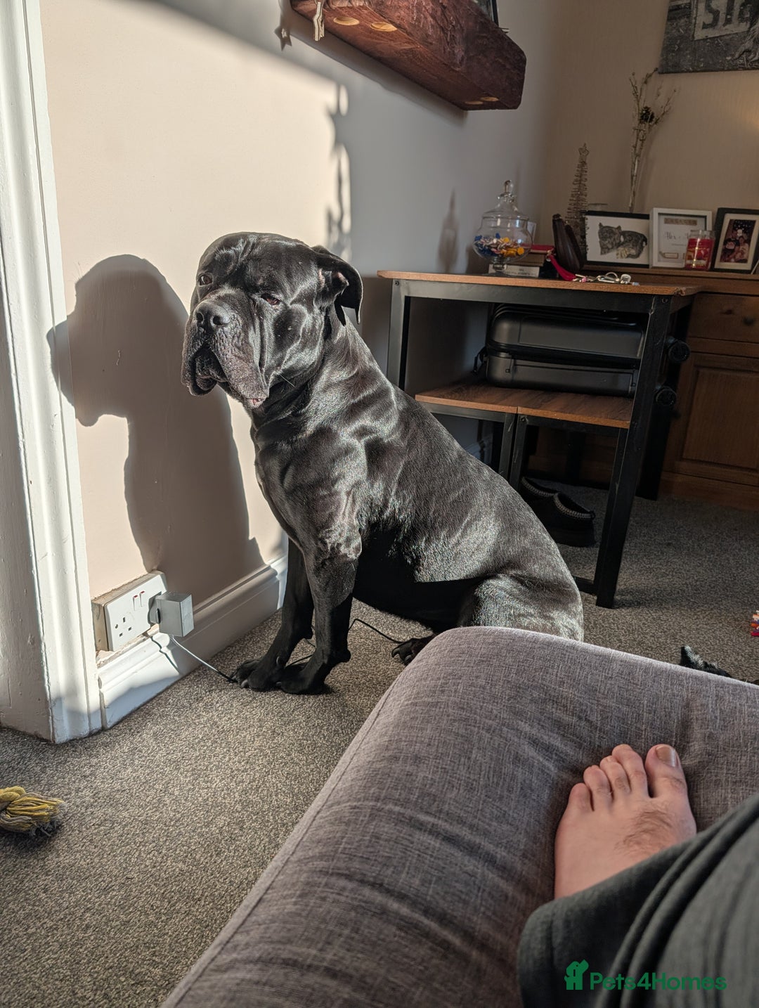 Cane Corso dogs for stud: Sully  - Advert 4