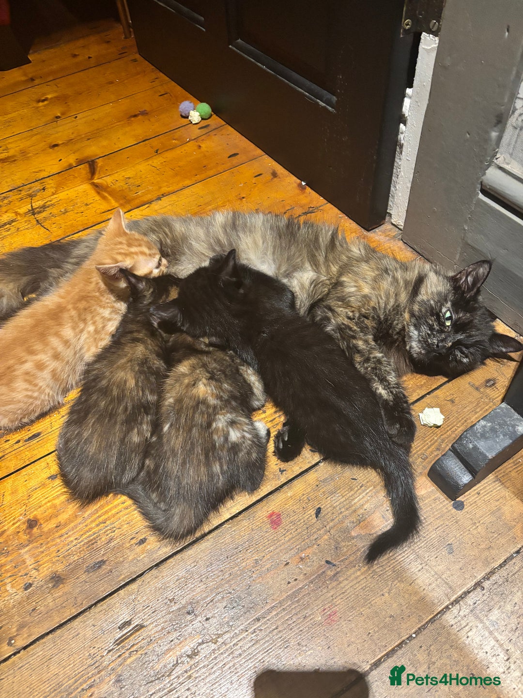 Mixed Breed cats for sale: Ready now 4 kittens - Image 6