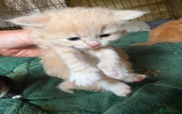 Maine Coon cats for sale: 5 beautiful maincoone litter  - Image 7