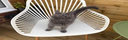 Maine Coon cats for sale: Two blue purebred Maine Coon boys ready - Advert 8