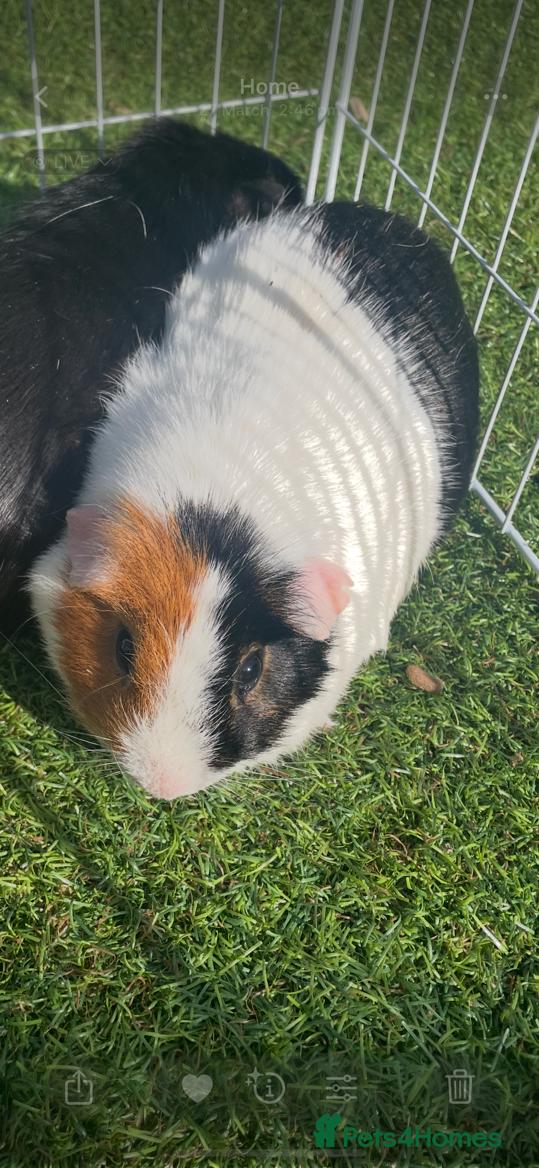 Guinea Pig rodents for sale: Wiggie Guinea pig - Image 4