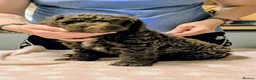 Spanish Water Dog dogs for sale: Spanish water dog  - Advert 39