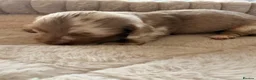 Miniature Dachshund dogs for sale: Adorable long haired miniature dachshund  in Bristol - Advert 11