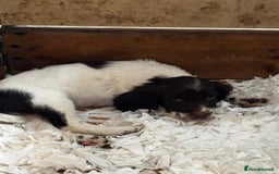English Springer Spaniel dogs for sale: English Springer Spaniel dogs - Image 14