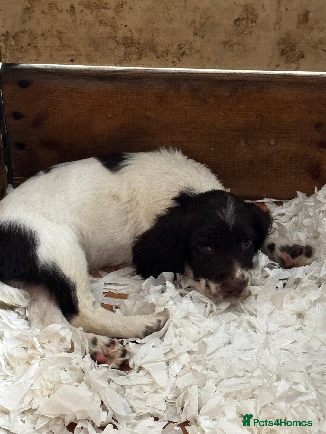 English Springer Spaniel dogs for sale: English Springer Spaniel dogs - Image 14