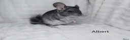 Chinchilla rodents for sale: Two Young Male Pedigree Chinchillas. - Advert 7