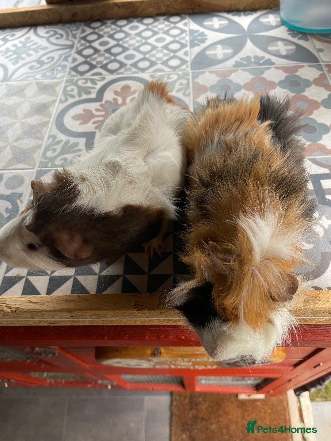 Guinea Pig rodents for sale: 9 Month Old Male Guinea Pigs Looking For Homes in Wigan - Image 35