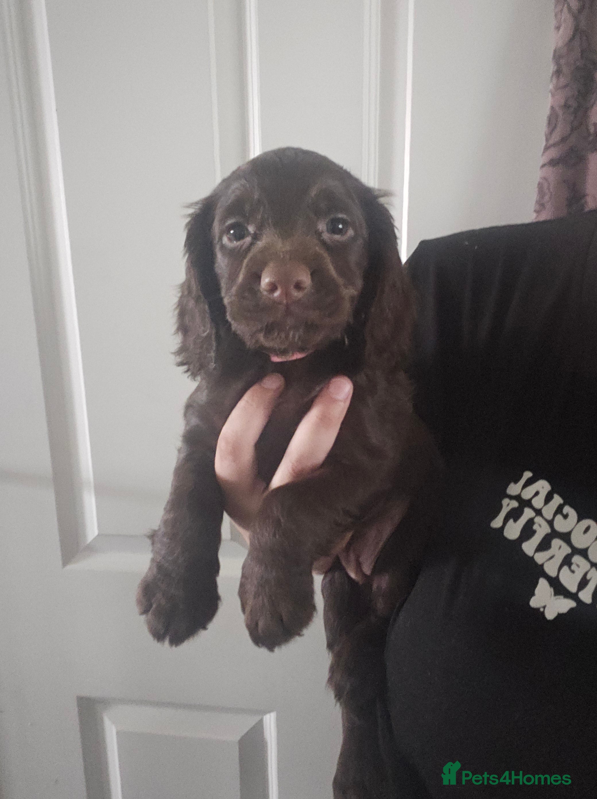 Cocker Spaniel dogs Cocker spaniel pups - Advert 2