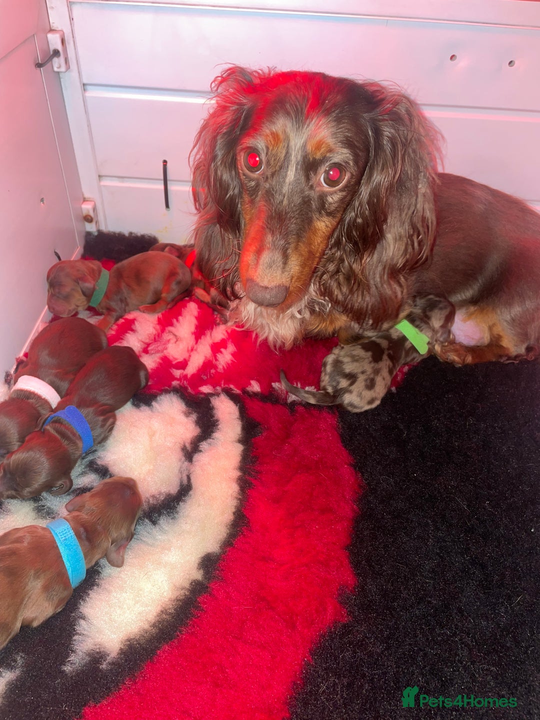 Miniature Dachshund dogs for sale: Long haired shaded red dapple dachshund  - Image 7
