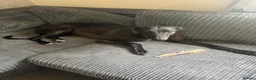 Greyhound dogs for sale: Female greyhound  - Advert 4