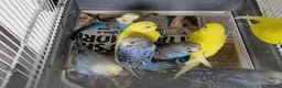Budgerigars birds for sale: Super silly hand tamed baby budgie - Advert 6