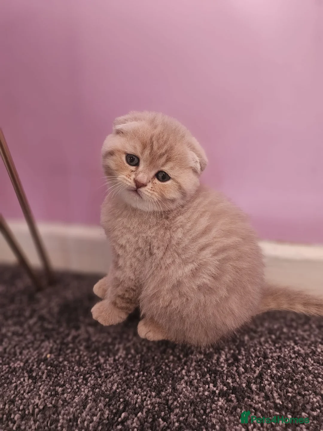 Scottish Fold cats for sale: 5 Beautiful Scottish Kittens Ready for Homes 🐾 - Advert 1