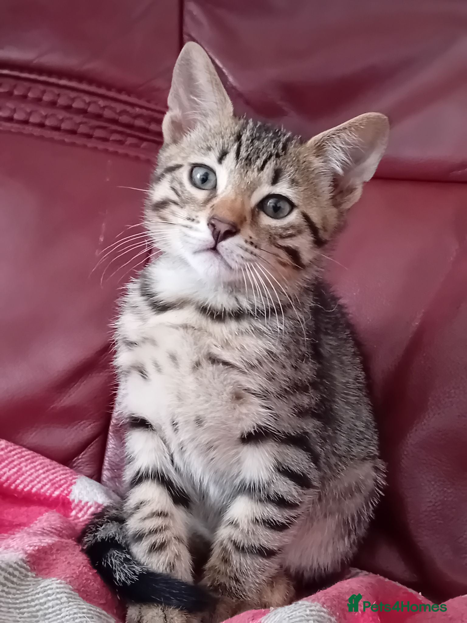 Bengal cats Bengal Kittens: Princess, Hunter & Friend - Advert 2