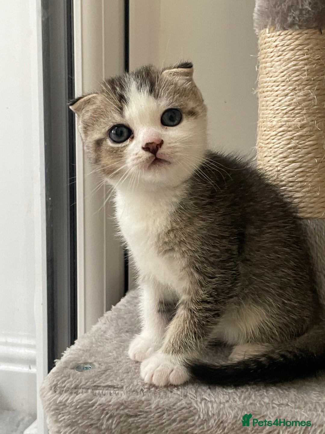 Scottish Fold cats for sale: Scottish fold mix - Image 3