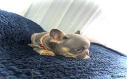 French Bulldog dogs for sale: KC Fluffy Carriers Isabella French Bulldogs puppy - Image 26